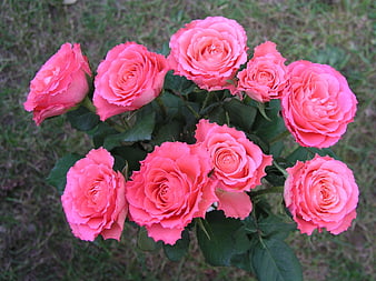 Vibrant Pink Roses in Full Bloom