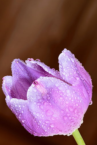Close-up of purple tulip with water droplets on petals
