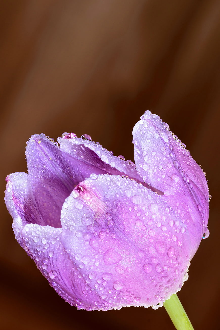 Close-up of purple tulip with water droplets on petals