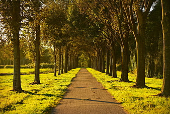 Tree-lined country lane with golden light and strong perspective