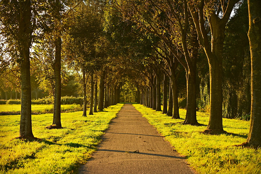 Tree-lined country lane with golden light and strong perspective