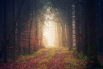 Mystical Forest Path With Sunbeams And Autumn Leaves