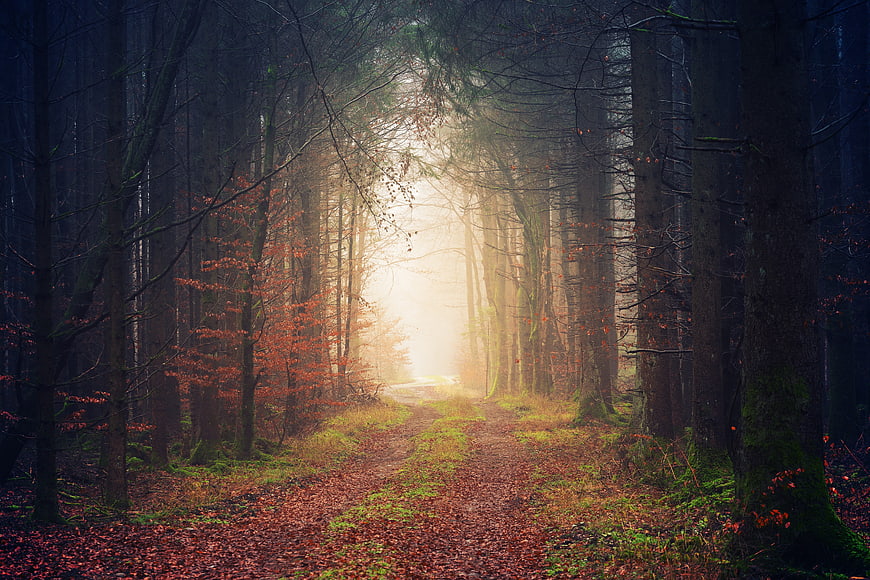 Mystical Forest Path With Sunbeams And Autumn Leaves