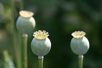 Close-up of green poppy seed pods in a garden