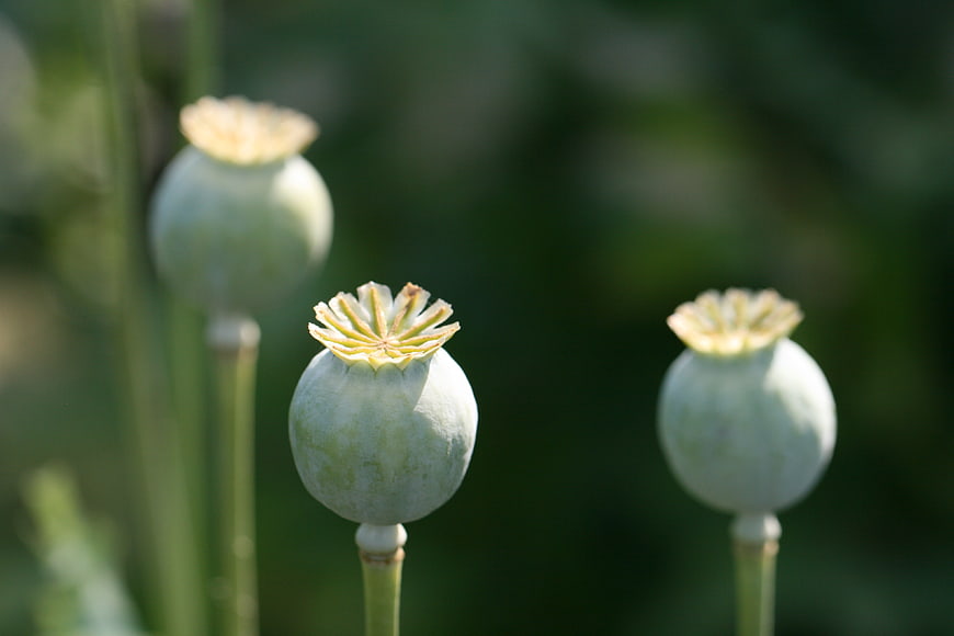 Close-up of green poppy seed pods in a garden