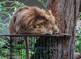 Sleeping male lion resting on wooden platform in zoo enclosure