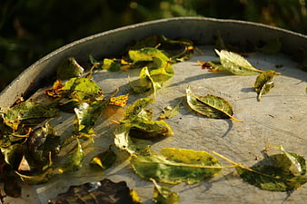 Wet autumn leaves in a metal tub with sunlight