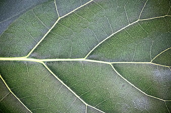 Close-up macro texture of green leaf veins and pattern