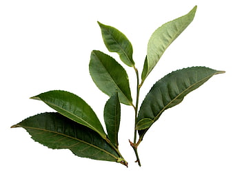 Fresh Green Tea Leaves Sprig Isolated on White Background