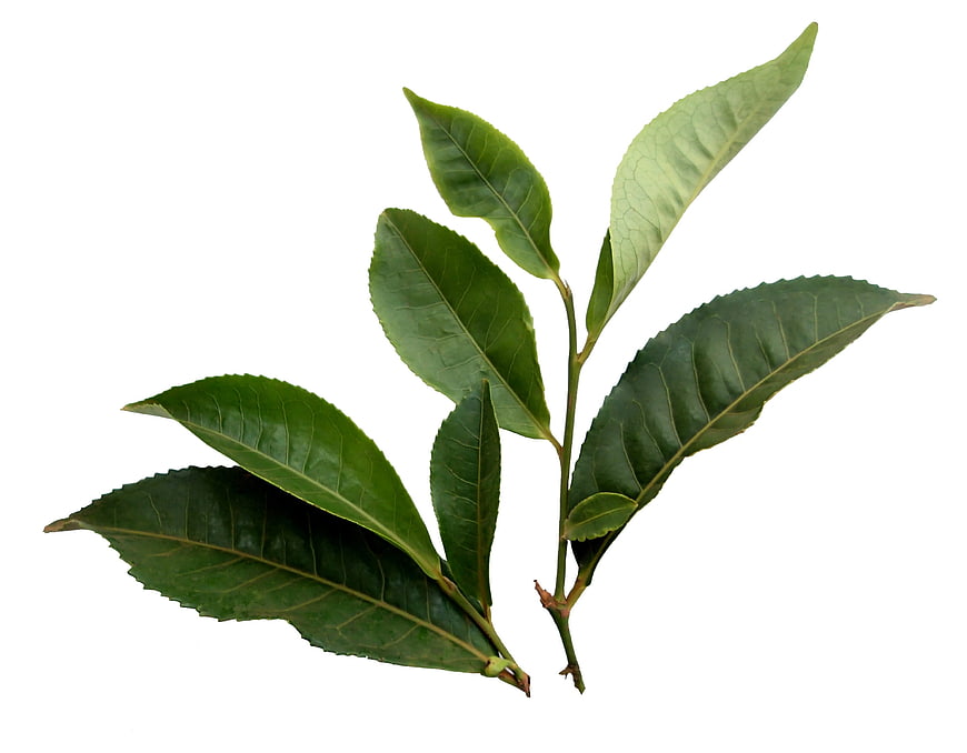 Fresh Green Tea Leaves Sprig Isolated on White Background