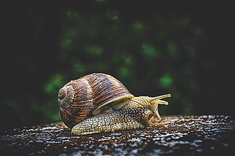 Close-up of a snail crawling on a wet dark surface
