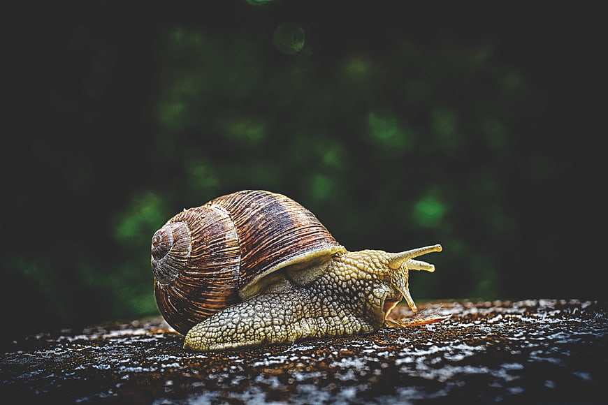 Close-up of a snail crawling on a wet dark surface
