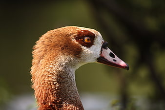 Close-up portrait of an Egyptian goose head in profile