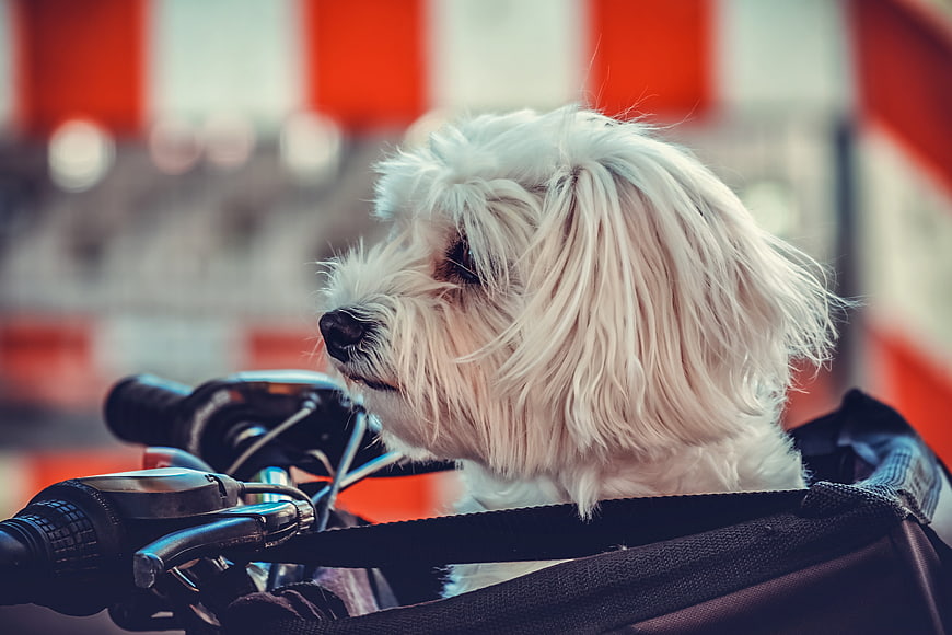 White Maltese Dog In Bicycle Basket With Red Background