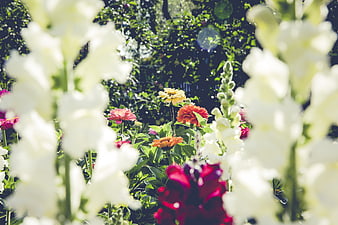 Colorful Summer Garden with Blurred White Foxgloves
