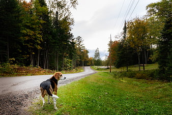 Beagle Dog Standing on Rural Road in Autumn