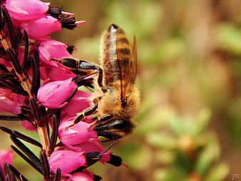 Honeybee Pollinating Pink Heather Flower Close Up