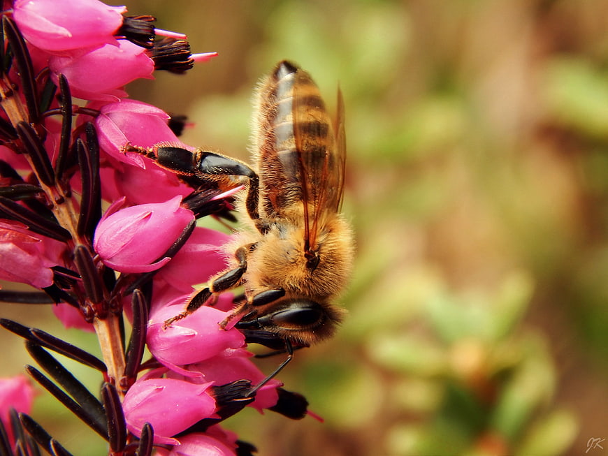 Honeybee Pollinating Pink Heather Flower Close Up