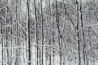 Black and white winter forest with snow-covered branches
