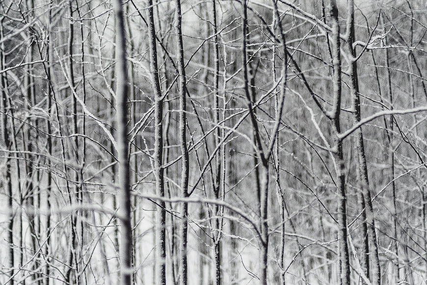 Black and white winter forest with snow-covered branches