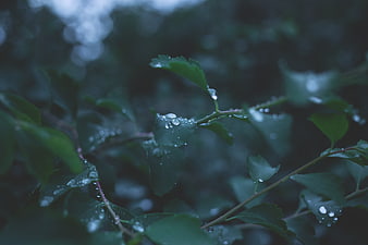 Close-up of green leaves with raindrops in a dark forest