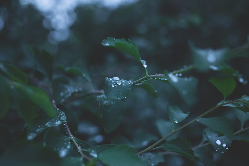 Close-up of green leaves with raindrops in a dark forest