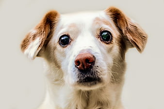 Close-up portrait of cute white and brown dog looking up