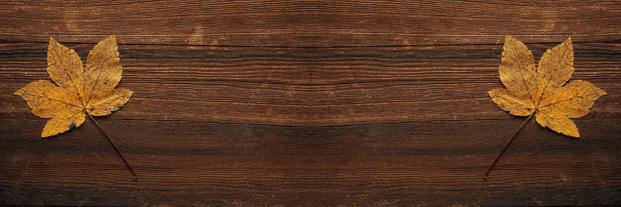 Two yellow maple leaves on dark wooden background