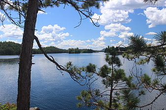 Scenic Lake View Through Pine Trees on Sunny Day