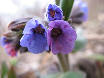 Close-up of purple comfrey flowers in a garden