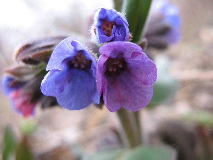 Close-up of purple comfrey flowers in a garden
