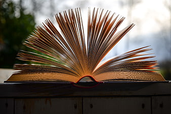 Open Book with Fanned Pages Backlit by Sunlight