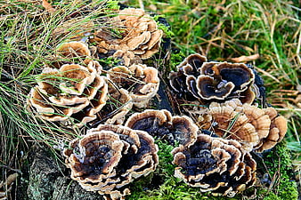 Close-up of colorful bracket fungi on mossy log