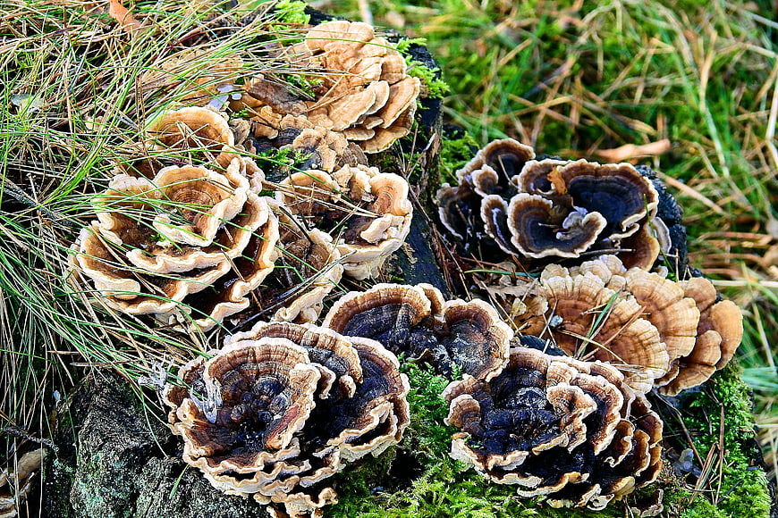 Close-up of colorful bracket fungi on mossy log
