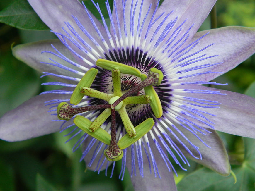 Close-up of a Purple Passion Flower with Intricate Details