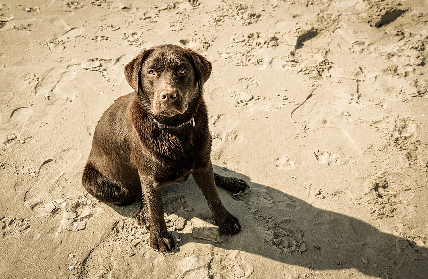 Chocolate Labrador Retriever Sitting on Sandy Beach