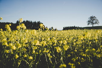 Vibrant Yellow Rapeseed Field Under Blue Sky