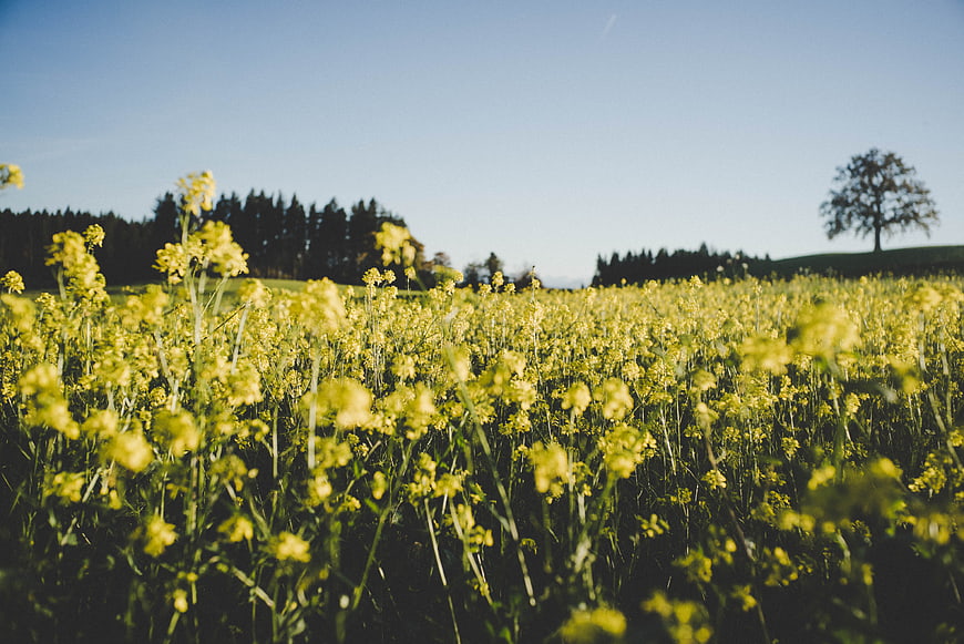 Vibrant Yellow Rapeseed Field Under Blue Sky