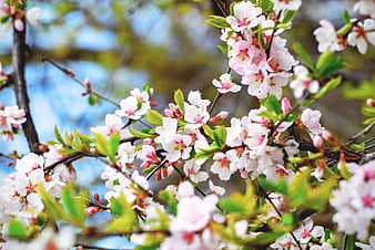 Close-up of pink cherry blossoms on branches in spring