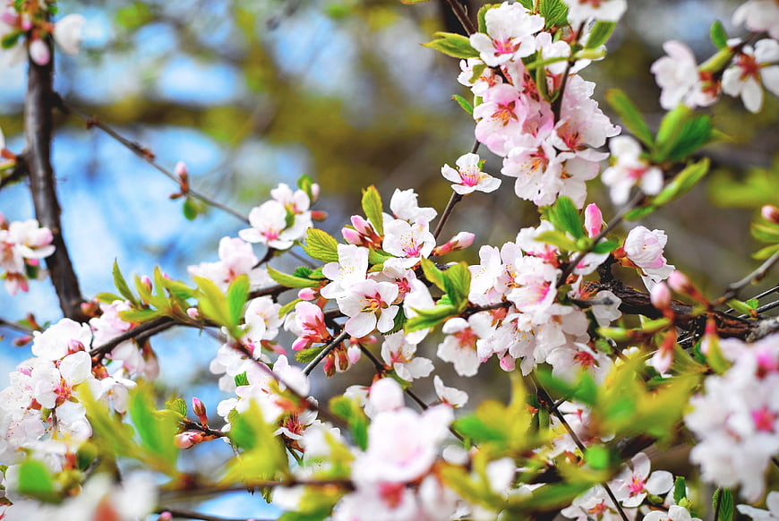 Close-up of pink cherry blossoms on branches in spring