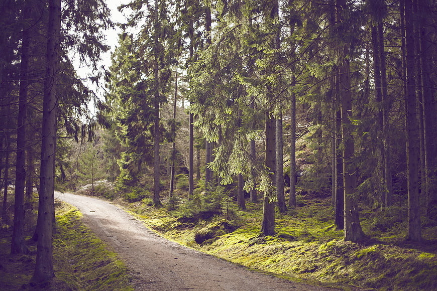 Sunlit dirt path winding through a dense green pine forest