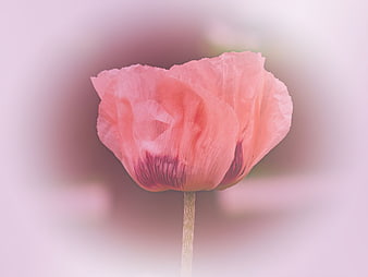 Soft Pink Poppy Flower Close-Up with Blurred Background
