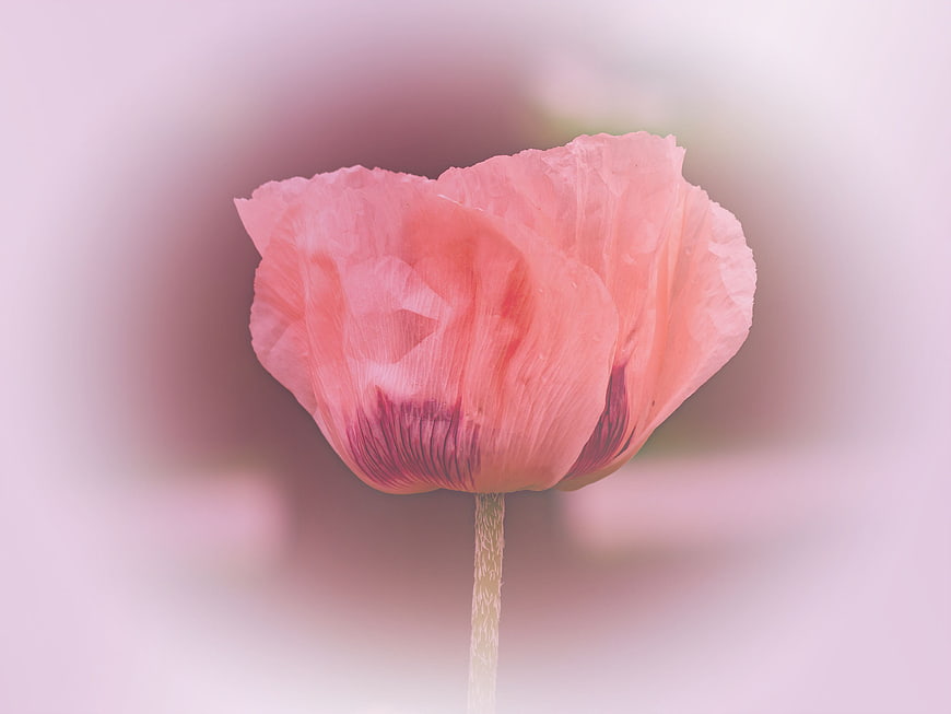 Soft Pink Poppy Flower Close-Up with Blurred Background