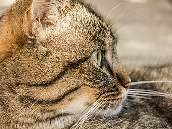 Close-up profile of a tabby cat with green eyes