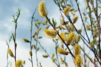 Spring Willow Catkins Blooming Against Soft Blue Sky