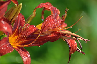 Close-up of Red Daylily with Water Droplets on Green Background