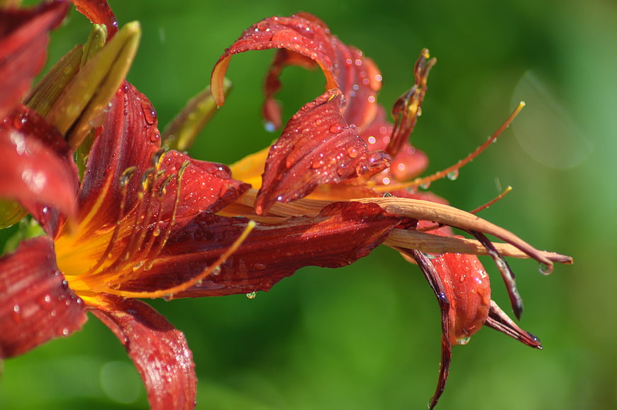 Close-up of Red Daylily with Water Droplets on Green Background