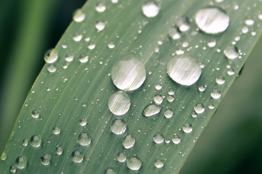 Macro water droplets on green leaf texture