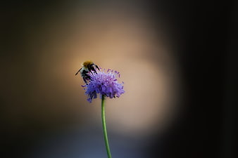 Bumblebee Pollinating Purple Wildflower Macro Shot