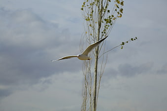 Seagull Flying Past Tall Tree Against Cloudy Sky
